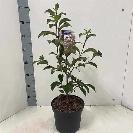 Viburnum bodn. 'Dawn' Pot 5 Liter 40 - 50 cm