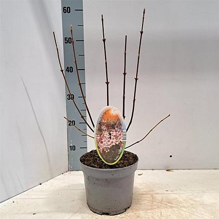 Viburnum bodn. 'Dawn' Pot 2 Liter40 - 50 cm