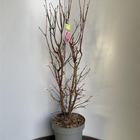 Viburnum bodn. 'Dawn' Pot 15 liter 100 - 110 cm