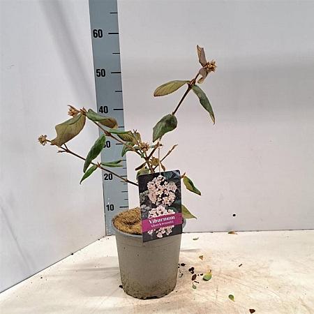 Viburnum burkwoodii Pot 2 Liter40 - 50 cm