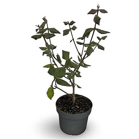 Viburnum burkwoodii Pot 4 Liter 40 - 60 cm