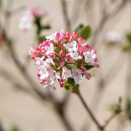 Viburnum burkw. 'Anne Russell' Pot 2 Liter40 - 50 cm