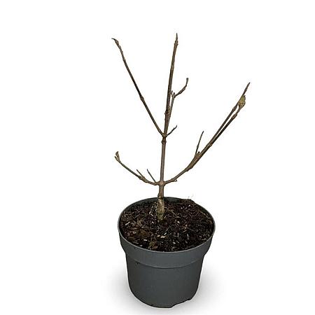 Viburnum carlcephalum Pot 4 Liter 40 - 60 cm
