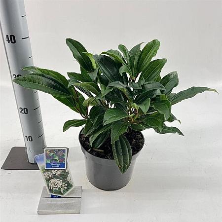 Viburnum davidii Pot 3 liter 25-30cm