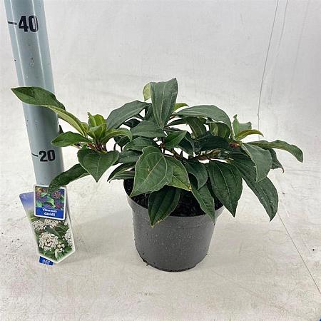 Viburnum davidii Pot 3 liter 25-30cm