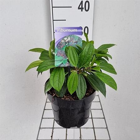 Viburnum davidii Pot 3 liter 25-30cm