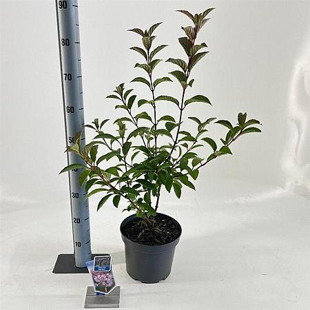 Viburnum farreri Pot 5 Liter 50 - 60 cm