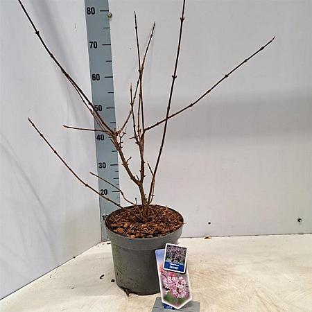 Viburnum farreri Pot 5 Liter 50 - 60 cm