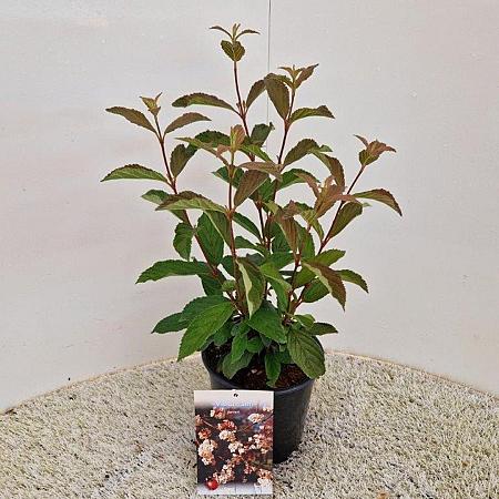 Viburnum farreri Pot 2 Liter50 - 60 cm