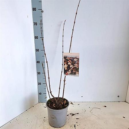 Viburnum farreri Pot 2 Liter50 - 60 cm