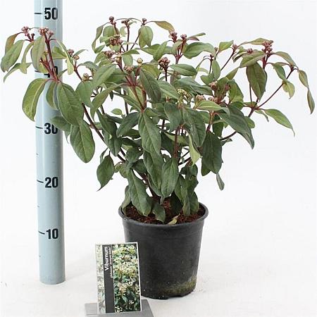 Viburnum globosum 'Jermyns Globe' Pot 2 liter 30-35cm
