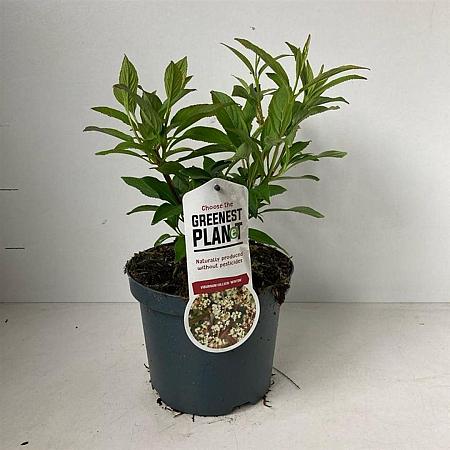 Viburnum hillieri 'Winton' Pot 3 liter 25-30cm