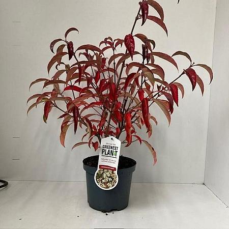 Viburnum hillieri 'Winton' Pot 3 liter 25-30cm