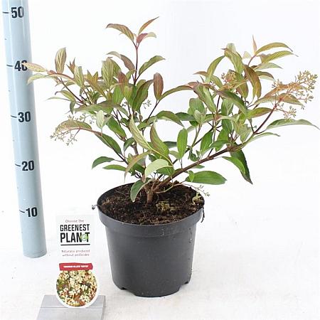 Viburnum hillieri 'Winton' Pot 3 liter 25-30cm
