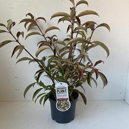 Viburnum hillieri 'Winton' Pot 3 liter 25-30cm