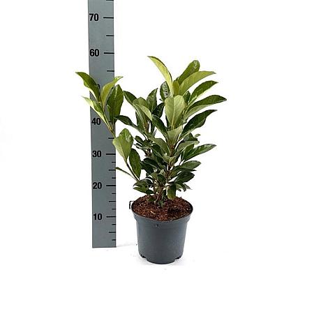 Viburnum japonicum Pot 3 Liter 40 - 50 cm