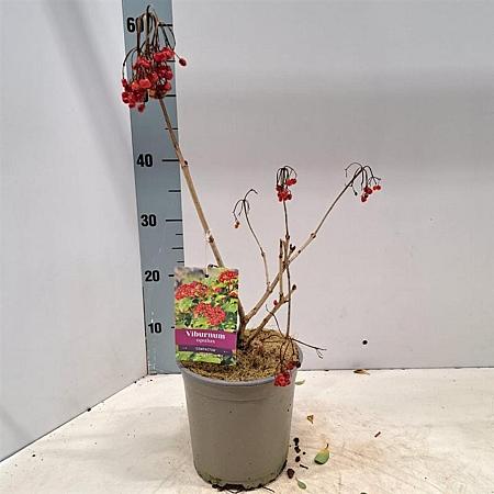 Viburnum opulus 'Compactum' Pot 2 Liter40 - 50 cm