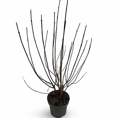 Viburnum opulus 'Roseum' Pot 12 liter 80 - 100 cm