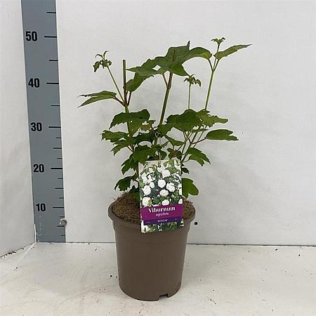 Viburnum opulus 'Roseum' Pot 3 Liter 30 - 40 cm