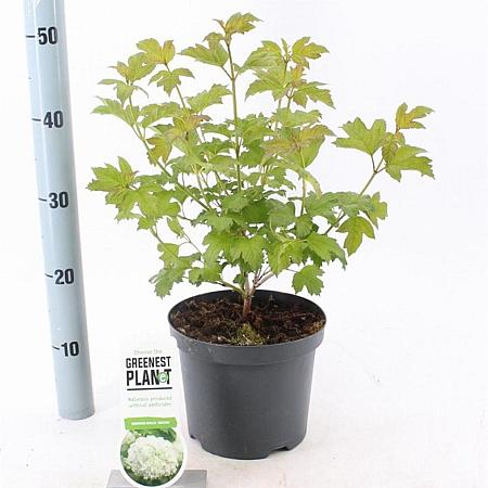Viburnum opulus 'Roseum' Pot 3 Liter 30 - 40 cm