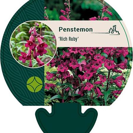 Penstemon 'Rich Ruby' Pot 9 cm