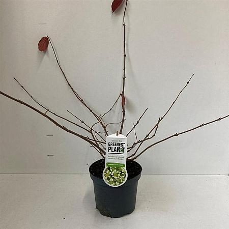 Viburnum plic. 'Cascade' Pot 3 Liter 30 - 40 cm