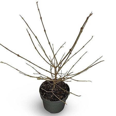 Viburnum plic. Kilimandjaro Pot 4 Liter 40 - 60 cm