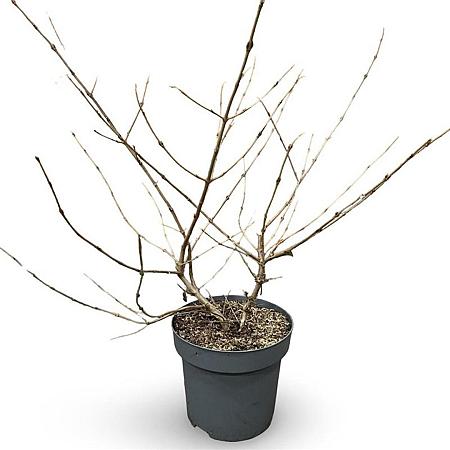 Viburnum plic. Kilimandjaro Pot 12 liter 60 - 80 cm