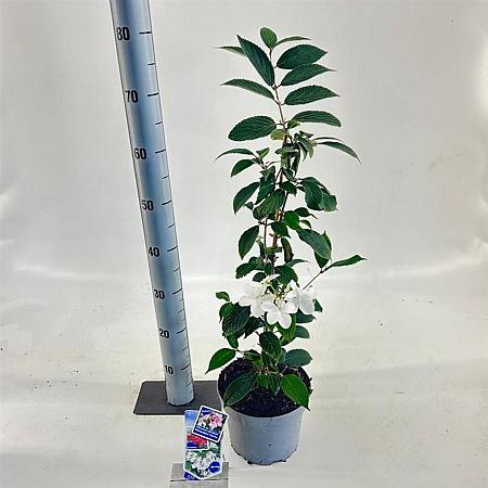 Viburnum plic. Kilimandjaro Sunrise Pot 3 Liter 30 - 40 cm