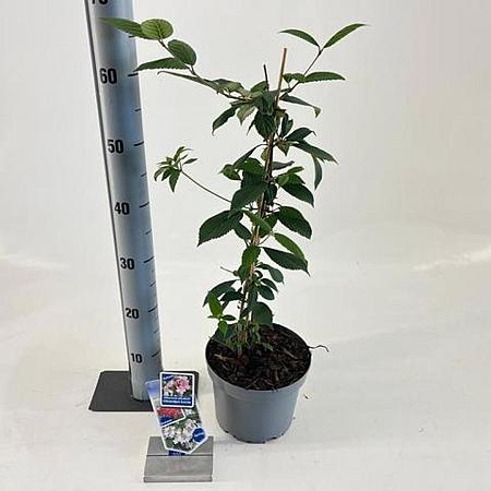 Viburnum plic. Kilimandjaro Sunrise Pot 3 Liter 30 - 40 cm