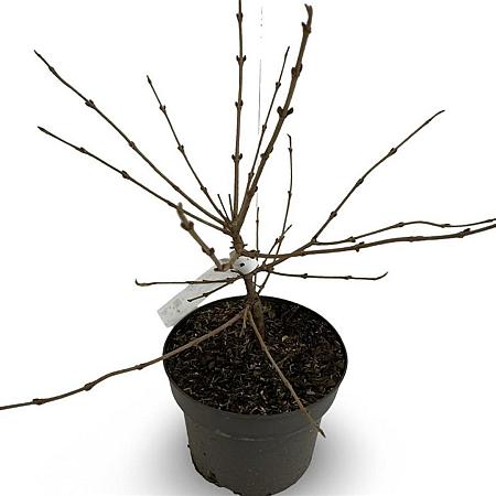 Viburnum plic. 'Mariesii' Pot 4 Liter 40 - 50 cm