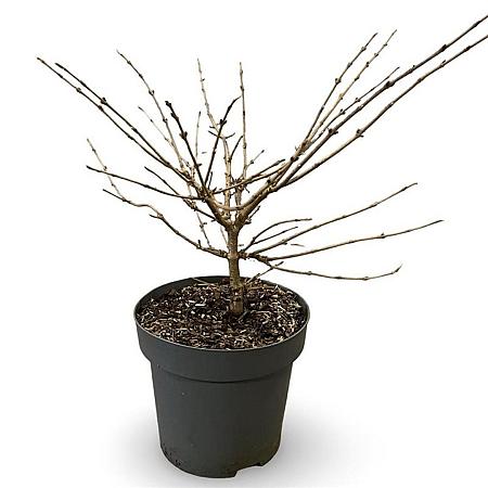 Viburnum plic. 'Mariesii' Pot 12 liter 60 - 80 cm