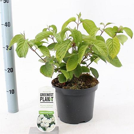 Viburnum plic. 'Newport' Pot 3 Liter 30 - 40 cm
