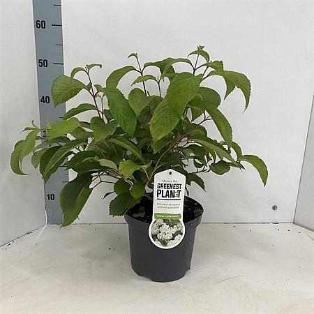 Viburnum plic. 'Newport' Pot 3 Liter 30 - 40 cm