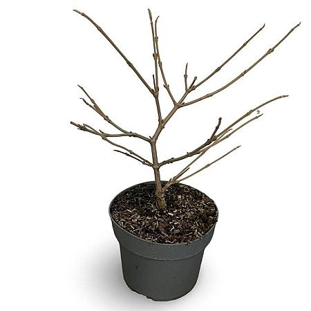 Viburnum plic. 'Watanabe' Pot 4 Liter 40 - 60 cm