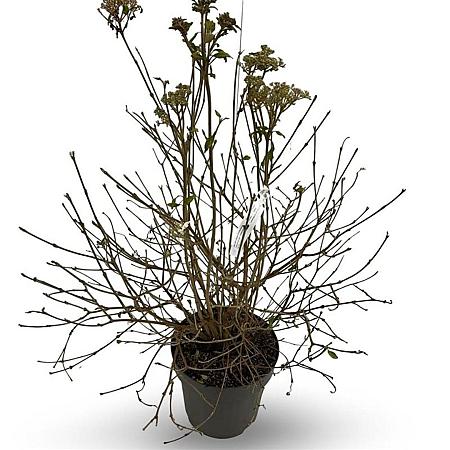 Viburnum plic. 'Watanabe' Pot 12 liter 60 - 80 cm