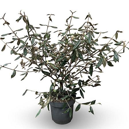 Viburnum 'Pragense' Pot 12 liter 60 - 80 cm