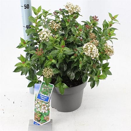 Viburnum tinus Pot 5 Liter 30 - 40 cm