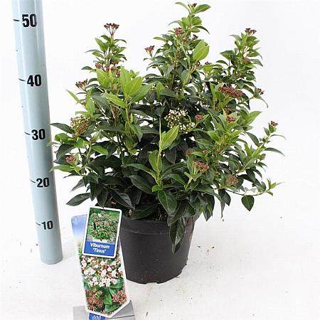 Viburnum tinus Pot 5 Liter 30 - 40 cm