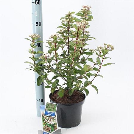 Viburnum tinus Pot 3 Liter 30 - 40 cm