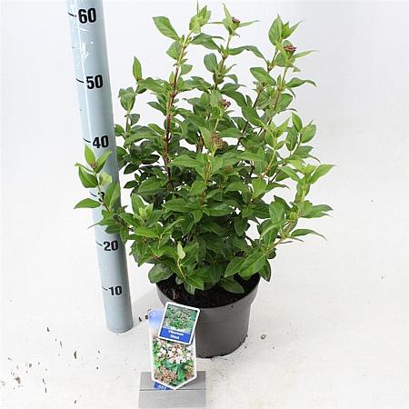 Viburnum tinus Pot 3 Liter 30 - 40 cm