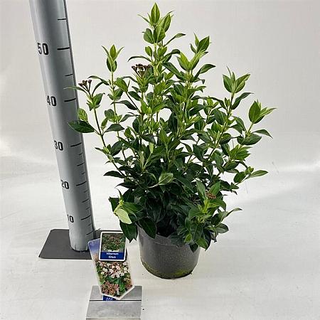 Viburnum tinus Pot 3 Liter 30 - 40 cm