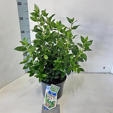 Viburnum tinus Pot 3 Liter 30 - 40 cm
