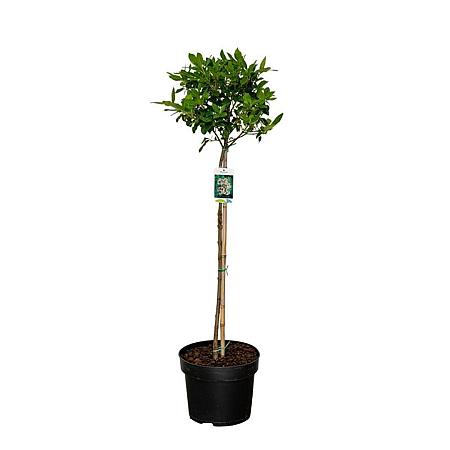 Viburnum tinus Pot 10 liter Stam 80 cm
