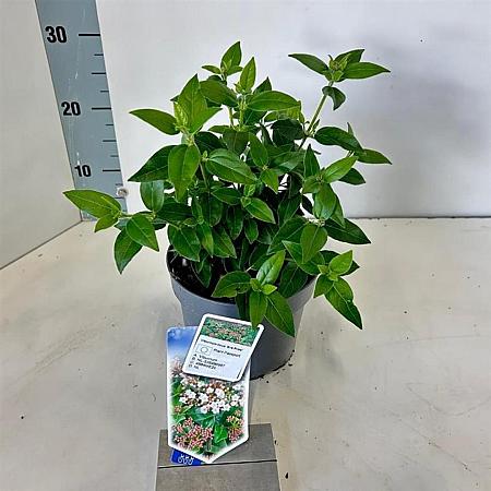 Viburnum tinus Pot 2 liter 25-30cm