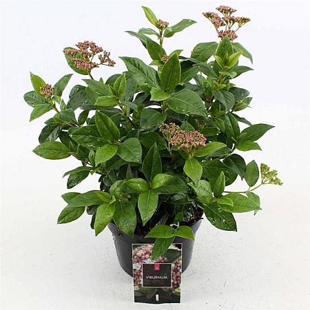 Viburnum tinus Pot 2 liter 25-30cm