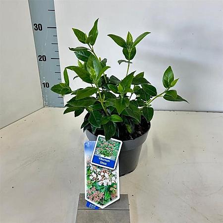 Viburnum tinus Pot 2 liter 25-30cm