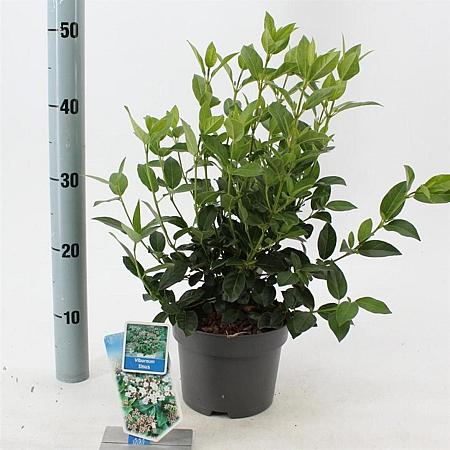 Viburnum tinus Pot 2 liter 25-30cm