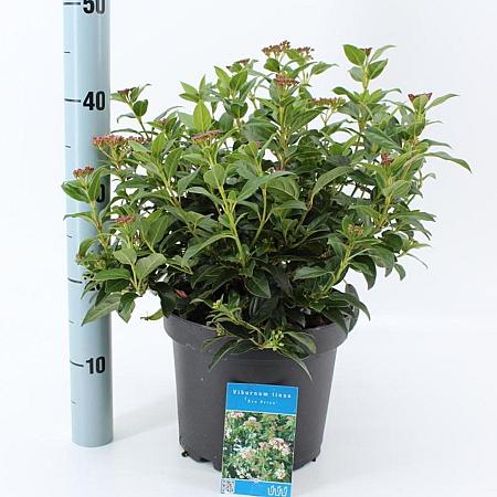Viburnum tin. 'Eve Price' Pot 5 Liter 30 - 40 cm