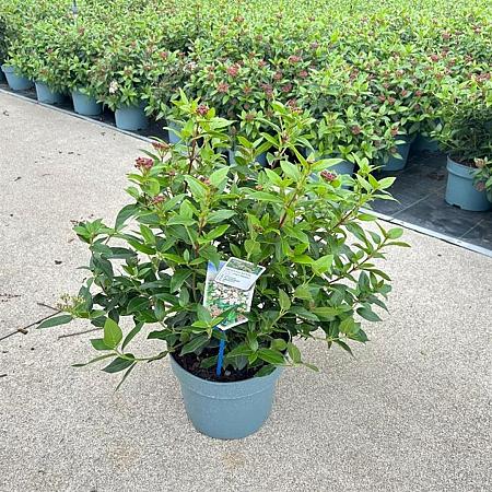Viburnum tin. 'Eve Price' Pot 5 Liter 30 - 40 cm